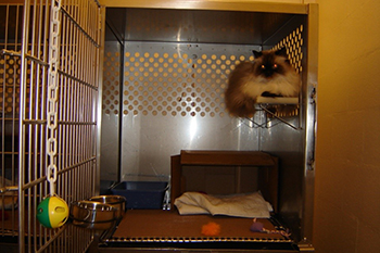 Cat in cage
